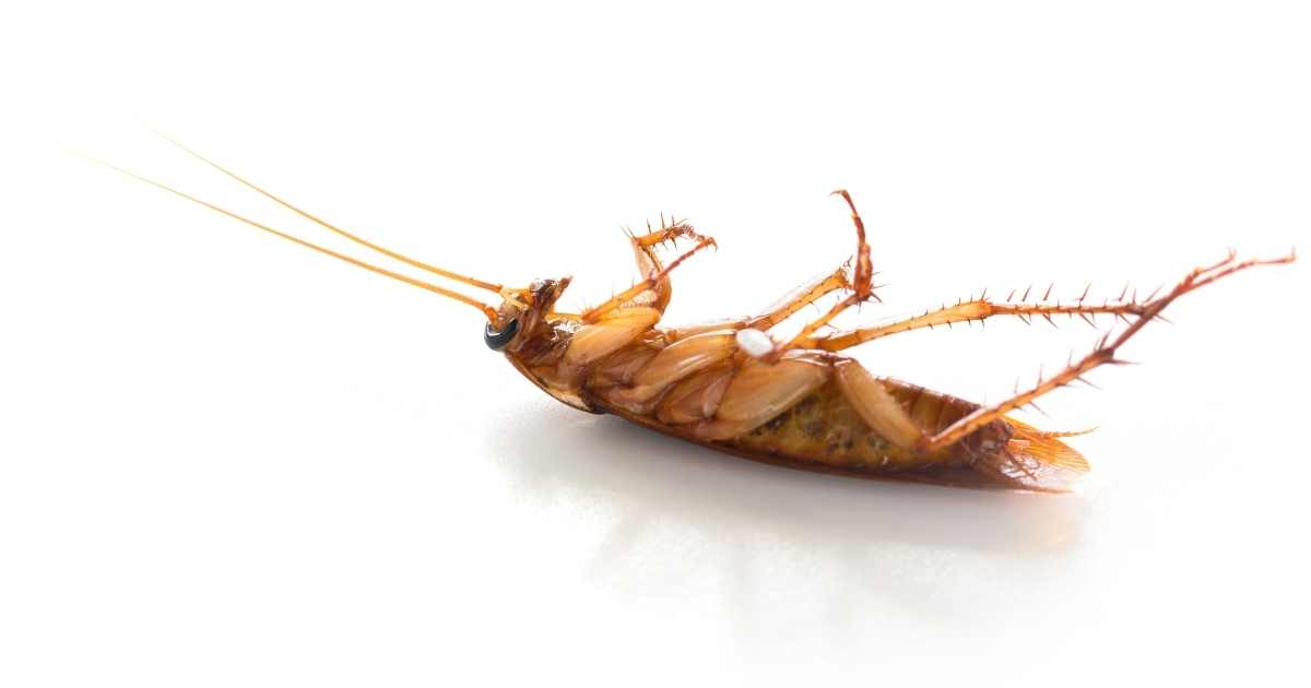 Cockroach Control