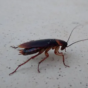 Cockroach Control