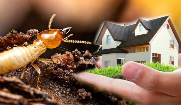 Termite Control