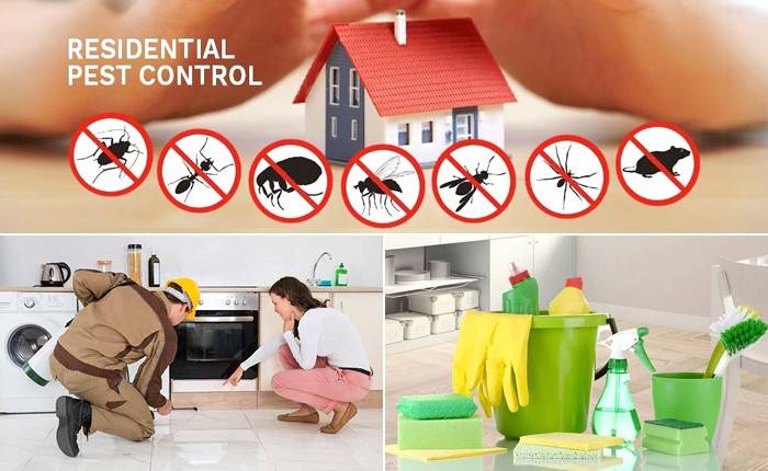 Pest Control Services in Al Nahda