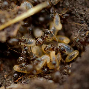 Termite Control