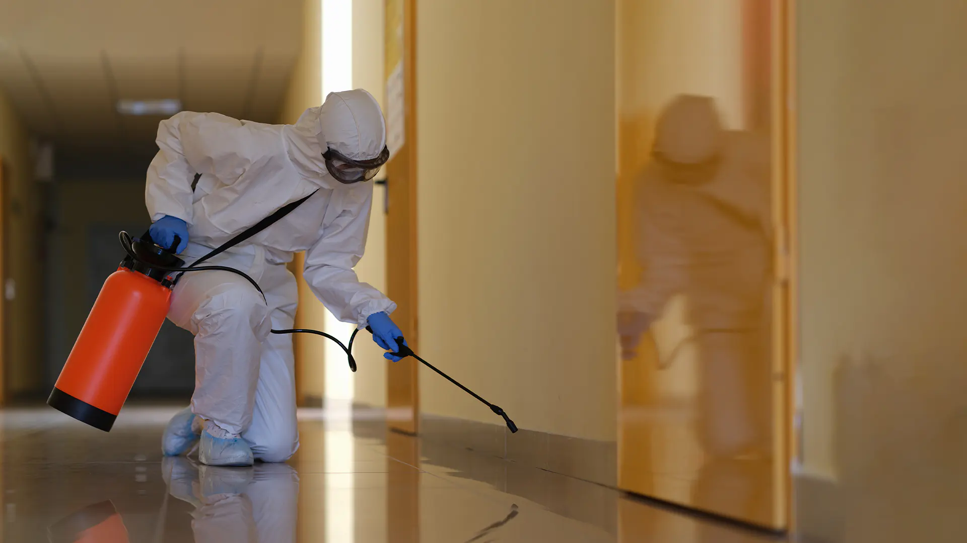 Pest Control in Abu Dhabi Mussafah
