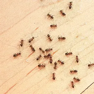 Ant Control
