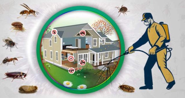 Pest Control Al Rashidiya, Ajman