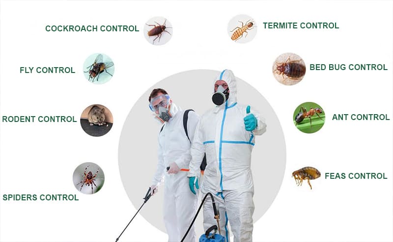 Expert Pest Control in Al Jurf, Ajman