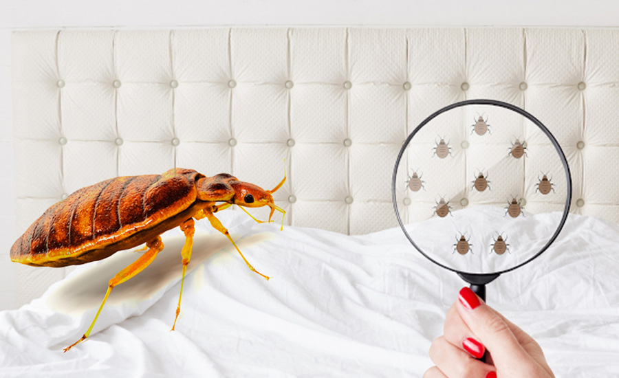 Bed Bug Control