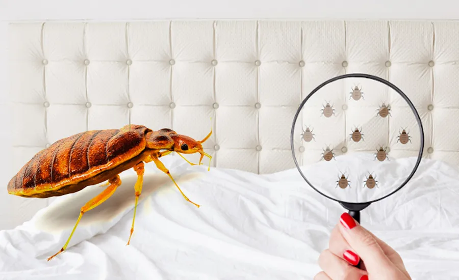 Bed Bug Control