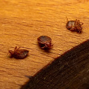 Bed Bug Control