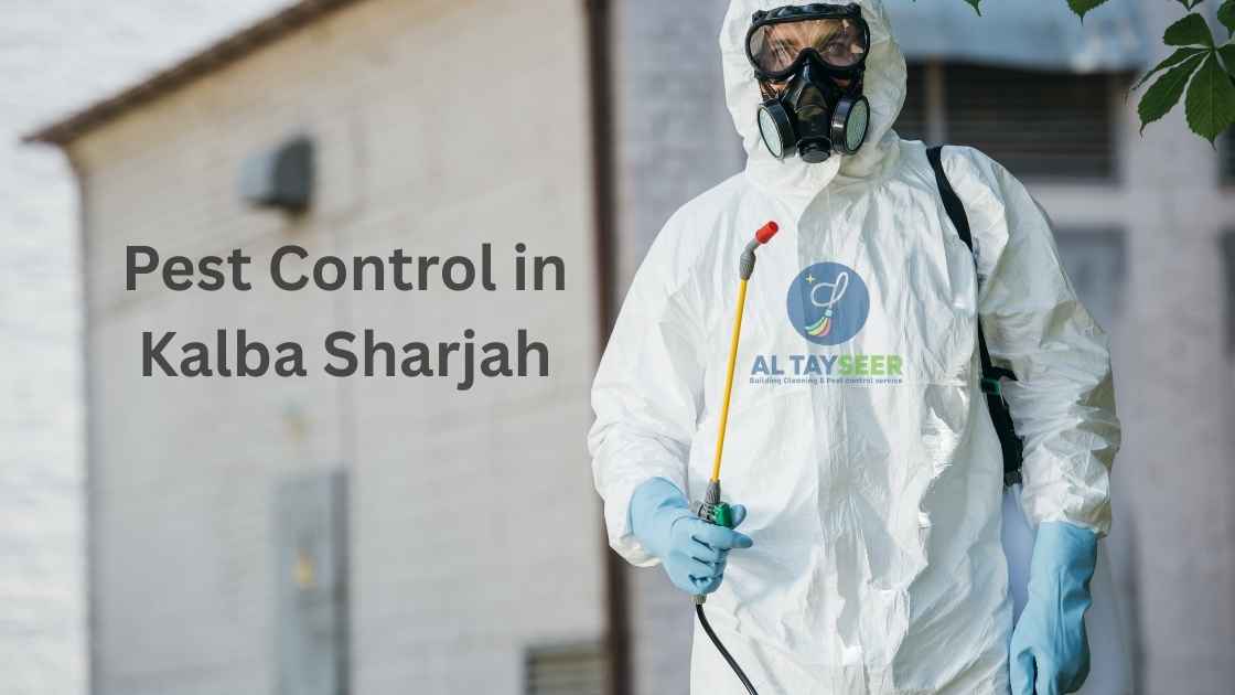 Pest Control in Kalba, Sharjah
