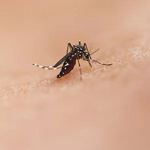 Mosquito control