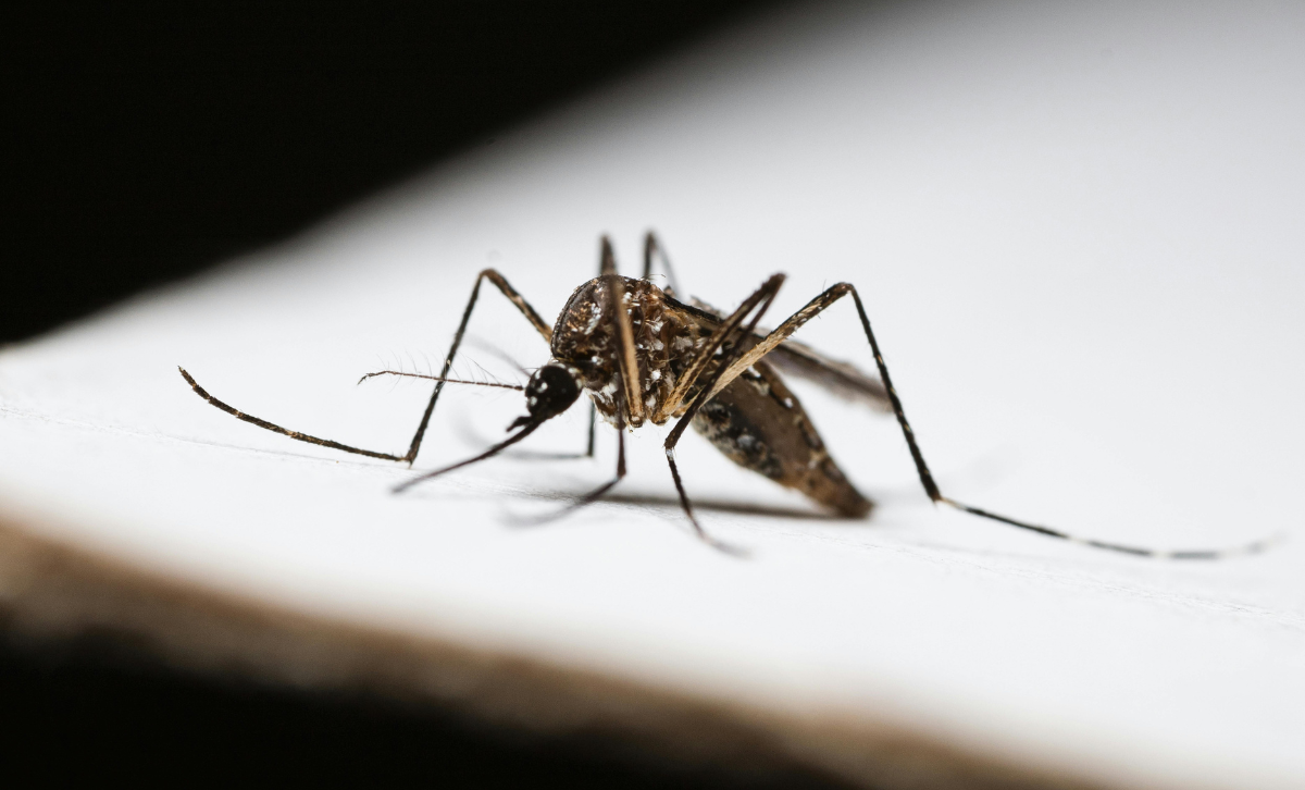 pest control service in ajman