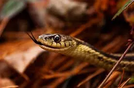 Snake Control Services: Do Exterminators Handle Snakes?
